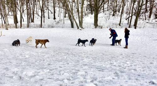 Dreamstime
                                Making sure your pets are safe and warm in the winter is usually a matter of common sense.