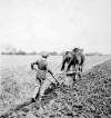 Library and Archives Canada
This image of a Barnardo Boy pulling a plow an a farm near Russell was used on a Canada Post stamp commemorating the Home Children.