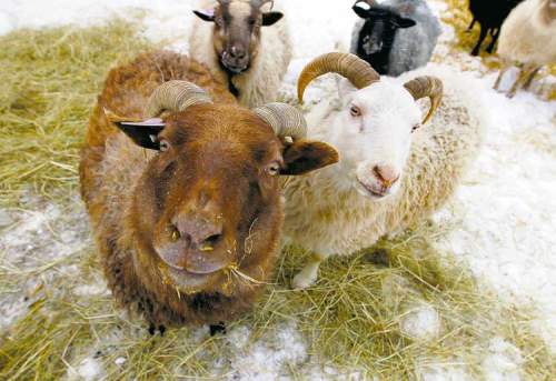 Winnipeg Free Press
BORIS MINKEVICH / WINNIPEG FREE PRESS 
Icelandic sheep on Clayton and Wendy Kunzelman�s Interlake farm: �They look like something from a fairy tale.�