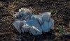 Documents lie on the ground at Bishoftu, or Debre Zeit, outside Addis Ababa, Ethiopia, Monday, March 11, 2019, where Ethiopia Airlines Flight 302 crashed Sunday. Investigators are trying to determine the cause of a deadly crash Sunday involving a new aircraft model touted for its environmentally friendly engine that is used by many airlines worldwide. (AP Photo/Mulugeta Ayene)