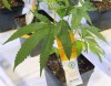 Cannabis seedlings are seen at an Aurora Cannabis facility Friday, November 24, 2017 in Montreal. Shares in Aurora Cannabis Inc. will begin trading on the New York Stock Exchange next week. THE CANADIAN PRESS/Ryan Remiorz