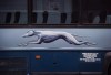 The Greyhound logo is seen on one of the company's buses, in Vancouver, on Monday July 9, 2018. The federal government says it will step in to support the transportation needs of some northern and remote communities affected by the closure of Greyhound bus operations in western Canada and northern Ontario. THE CANADIAN PRESS/Darryl Dyck