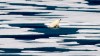 In this Saturday, July 22, 2017 file photo, a polar bear climbs out of the water to walk on the ice in the Franklin Strait in the Canadian Arctic Archipelago. Canada's medical professionals are calling for strong action on climate change from political parties in the federal election.THE CANADIAN PRESS/AP /David Goldman