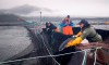 Aquatic science biologist Shawn Stenhouse releases a Atlantic salmon back into its tank during a Department of Fisheries and Oceans fish health audit at the Okisollo fish farm near Campbell River, B.C. Wednesday, Oct. 31, 2018. A Liberal promise to transition salmon farms in British Columbia from ocean net pens to closed containment systems in just over five years is being slammed as careless by the aquaculture industry but applauded by a wild salmon advocate who says the sooner the better. THE CANADIAN PRESS /Jonathan Hayward