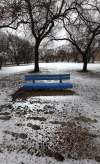 PHIL HOSSACK / WINNIPEG FREE PRESS
A blue bench in a deserted Norwood Grove Park serves as a visual metaphor for the fate of the city’s parks department.