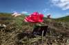 PHOTOS BY RUTH BONNEVILLE / WINNIPEG FREE PRESS
Bright fuchsia flowers and pink butterflies were set into the loose straw in the ditch during a memorial type service Saturday afternoon by MKO's Sheila North, her sister Audrey and Jennifer North, community members and friends of Christine Wood. Her remains were found in a ditch on the west side of Spruce Rd. just south of Hwy. 15 in Springfield this week.