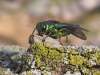 CANADIAN FOOD INSPECTION AGENCY
The emerald ash borer has destroyed tens of millions of trees in North America.