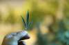 (MUST CREDIT: Trevor Hagan/Bloomberg)
A marijuana leaf at a Bonify grow facility in Winnipeg in 2017.