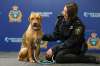 Animal Services Officer 148 and one of the rescued dogs from 716 Home St. they have named Hope. (Mike Deal / Winnipeg Free Press files)