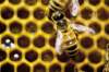 When the bees disappear, the orchards wither. (Andy Duback / The Associated Press files)