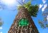 TREVOR HAGAN / WINNIPEG FREE PRESS
An ash tree on the 200 block of Wavell Avenue marked for death.