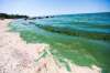 MIKAELA MACKENZIE / WINNIPEG FREE PRESS FILES
Algae blooms cover the shore at Victoria Beach on Aug. 1. The sorry state of Lake Winnipeg has received some attention from candidates during the provincial election campaign.