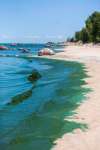 MIKAELA MACKENZIE / WINNIPEG FREE PRESS files
Algae blooms overtook Victoria Beach in August.