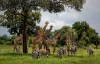 FILE - In this March 20, 2018, file photo, giraffes and zebras congregate under the shade of a tree in the afternoon in Mikumi National Park, Tanzania. The United Nations will issue its first comprehensive global scientific report on biodiversity on Monday, May 6, 2019. The report will explore the threat of extinction for Earth‚Äôs plants and animals. (AP Photo/Ben Curtis, File)