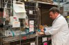 FILE - In this Friday, May 20, 2016, file photo, Dr. Richard Goldstein, chief medical officer at the Animal Medical Center, checks on one of his patients at the hospital's clinic in New York. When asked his feeling about declawing cats, Goldstein said that veterinarians don't like the procedure but it's better than the alternatives of housing the cat in a shelter or putting it to death. New York state would be the first state in the nation to ban the declawing of cats under legislation scheduled for a vote Tuesday, June 4, 2019. (AP Photo/Mary Altaffer, File)