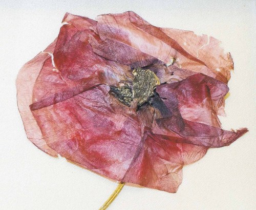 MIKE DEAL / WINNIPEG FREE PRESS
A dried 1918 poppy from Flanders on loan to the Manitoba Museum from the Royal Winnipeg Rifles Museum and Archives. 
181109 - Friday, November 09, 2018.