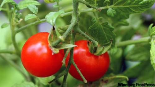 Handout
Winnipeggers take tremendous pride in their gardens.