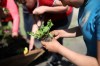 Brandon Sun 03062020

Ryleigh Hart readies flowers to be planted in a large planter at Sioux Valley Dakota Nation on Wednesday. Volunteers from the community have been busy filling the large planters with flowers along with putting up hanging baskets throughout the community and planting trees as part of Communities In Bloom, a national friendly competition aimed at beautifying communities. Due to the COVID-19 pandemic the Manitoba CIB chapter cancelled the annual program for 2020 but Sioux Valley decided to go ahead with the planting anyway as a source of pride for the community and as practice for next year. Misty Wasteste, Assistant Director with Dakota Tiwahe Services organized the project. (Tim Smith/The Brandon Sun)