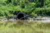 JESSE BOILY  / WINNIPEG FREE PRESS
JESSE BOILY  / WINNIPEG FREE PRESS
Sewer outflow into the Assiniboine River by Bourkevale Park on Wednesday. Wednesday, July 29, 2020.
Reporter: Joyanne