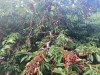 Cherries at Pravin Dhaliwal's family farm in Oliver, B.C., are seen cooked on their trees, when the temperature hit a record 41.5 C in a June 2021 handout photo. Dhaliwal is trying to maintain his passion as a third-generation farmer while dealing with the reality of climate change and says farmers need more support from provincial and federal governments. THE CANADIAN PRESS/HO-Pravin Dhaliwal, *MANDATORY CREDIT*