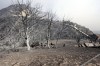 Burned trees are pictured near Tizi Ouzou some 100 km (62 miles) east of Algiers following wildfires in this mountainous region, Tuesday, Aug.10, 2021. Firefighters were battling a rash of fires in northern Algeria that have killed at least six people in the mountainous Kabyle region, the interior minister said Tuesday, accusing 