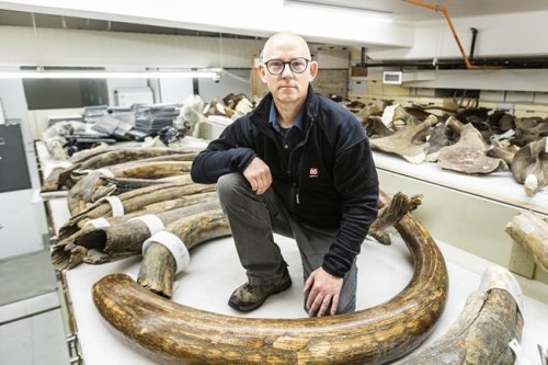 Mat Wooller, director of the Alaska Stable Isotope Facility, kneels among a collection of some of the mammoth tusks at the University of Alaska Museum of the North. THE CANADIAN PRESS/HO-JR Ancheta, University of Alaska Fairbanks MANDATORY CREDIT