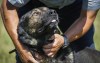 Blackie, a five-year-old police service dog, gets cuddles at the RCMP Police Dog Services training centre in Innisfail, Alta., Wednesday, July 15, 2015.THE CANADIAN PRESS/Jeff McIntosh