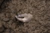 FILE - The hand of a corpse buried along with other bodies is seen in a mass grave in Bucha, in the outskirts of Kyiv, Ukraine, April 3, 2022. Ukrainian leaders have encouraged journalists to document what is happening in the country. (AP Photo/Rodrigo Abd, File)