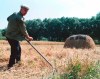 FILE--A private Ukrainian farmer Dmytro Hnatkevitch harvests wheat crop on his farm in the village of Grygorovka, 110 km south of Kiev, in August, 1996. Prices for food commodities like grains and vegetable oils reached their highest levels ever last month because of Russia's war in Ukraine and the “massive supply disruptions” it is causing, the United Nations said Friday, April 8, 2022. (AP Photo/Efrem Lukatsky)