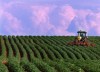 A farmer works a potato field in North Tryon, P.E.I., July 13, 2000. The head of the Prince Edward Island Potato Board says he has mixed feelings about the $28 million earmarked in the new federal budget to help the Island's potato farming sector. THE CANADIAN PRESS/Andrew Vaughan