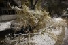 An early winter storm with heavy wet snow caused fallen trees, many on cars, and power lines in Winnipeg early Friday morning, October 11, 2019. THE CANADIAN PRESS/John Woods