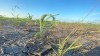 A group that represents Manitoba farmers says parts of the province are in rough shape. (Tyson Koschik / CBC)