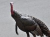 A wild turkey walks through a residential neighborhood in Brookline, Mass. on Sept. 27, 2017. When Josianne Plante looked out her window on a recent morning, she was surprised to see a pair of large, bare-headed wild turkeys going for a stroll through her east-end Montreal neighbourhood. THE CANADIAN PRESS/AP/Collin Binkley