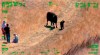 This photo from helicopter video posted by the California Highway Patrol shows part of a confrontation between an elderly couple, at left, with an unidentified man between them, and a cow and her calf, that required the intervention of the CHP in Fairfield in Northern California on Sunday, Aug. 9, 2020. Authorities said on Facebook that the unidentified couple had fallen to the ground after a cow gave chase to them in the Lynch Canyon Regional Park. They were hoisted into a helicopter to elude the angry bovine. THE CANADIAN PRESS/California Highway Patrol via AP