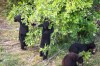 MIKAELA MACKENZIE / WINNIPEG FREE PRESS



Cubs check the branches for berries and eat produce at Black Bear Rescue Manitoba near Stonewall on Wednesday, July 7, 2021. For Eva Wasney story.

Winnipeg Free Press 2021.