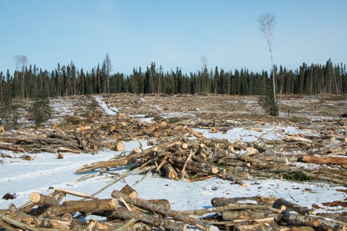 Louisiana-Pacific Canada Ltd. also has a contract to log in Duck Mountain Provincial Park (above). (Wilderness Committee photo)
