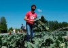 Prime Minister Justin Trudeau looks up as he harvests broccoli at the Ottawa Food Bank Farm in Ottawa with his family, on Canada Day, Wednesday, July 1, 2020. The federal Conservatives are asking Canada's procurement watchdog to investigate the circumstances around several sole-sourced contracts between the Liberal government and WE Charity.THE CANADIAN PRESS/Justin Tang