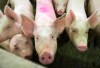 THE CANADIAN PRESS
An April storm caused power outages that led to the deaths of roughly 2,000 pigs. (Ryan Remiorz / The Canadian Press files)