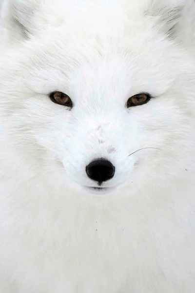 An arctic fox. (Anthony Souffle / The Associated Press)