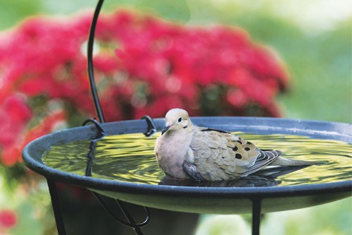 The beauty of backyard birding