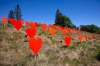 (TIM SMITH / BRANDON SUN FILES)
One-hundred-and-four orange hearts at the former Brandon Indian Residential School site.