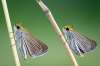 SUPPLIED
These two female Poweshiek skipperling butterflies bred and reared by the Assiniboine Park Conservancy Nature Conservancy were released into the Nature Conservancy of Canada’s Tall Grass Prairie Natural Area in southeastern Manitoba.