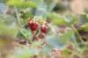 RUTH BONNEVILLE / WINNIPEG FREE PRESS
Local - Boonstra Farms small berries
Strawberry crops are smaller and less dense due to the late frost on lack of moisture in the soil and rain this growing season.
July 12, 2021