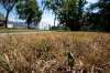 The warm, dry summer weather this year has been causing all kinds of environmental detriments all over the province with issues varying in severity from dry grass, to major forest fires. (Mike Sudoma / Winnipeg Free Press)