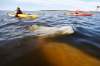 John Woods / The Canadian Press
A Beluga surfaces for air as whale watchers head out in kayaks on the Churchill River.