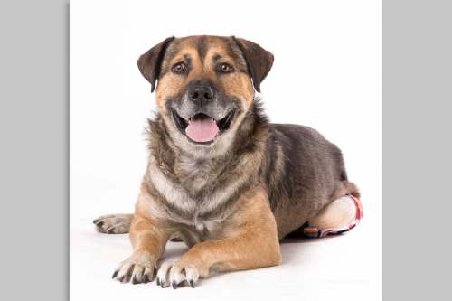 Sightlines Photography
Five-year-old Gatsby is available for adoption through Manitoba Underdogs Rescue.