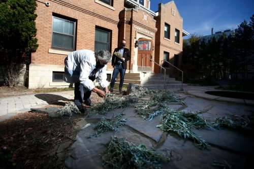 JOHN WOODS / WINNIPEG FREE PRESSSylvia Genaille, councillor and elder at the National Centre for Truth and Reconciliation, collects sage in their medicine garden as Jesse Boiteau, senior archivist, looks on at the centre in Winnipeg Wednesday, September 22, 2021.
Reporter: Martin