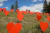 TIM SMITH / BRANDON SUN FILES
Guests look over the 104 orange hearts symbolizing children who died at the Brandon Indian Residential School during a ceremony put on by the Southern Chief's Organization and Sioux Valley Dakota Nation to honour residential school victims and survivors at the site of the former Brandon Indian Residential School in June. Sioux Valley officials say provincial privacy rules are hampering efforts to identifying children who died in residential schools.