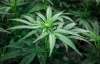 A new city bylaw will set stricter rules for people designated by Health Canada to grow cannabis on someone else&rsquo;s behalf. (Jeff McIntosh / The Canadian Press files)