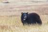 Vinny takes a look back before running to the trees. (Mikaela MacKenzie / Winnipeg Free Press)